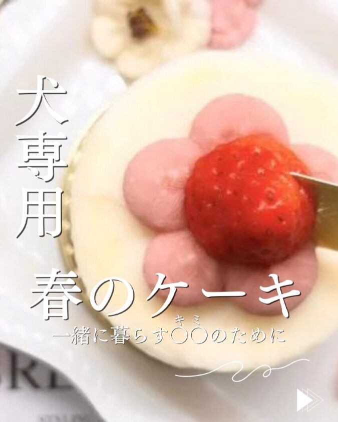 【季節限定】ワンちゃんケーキ